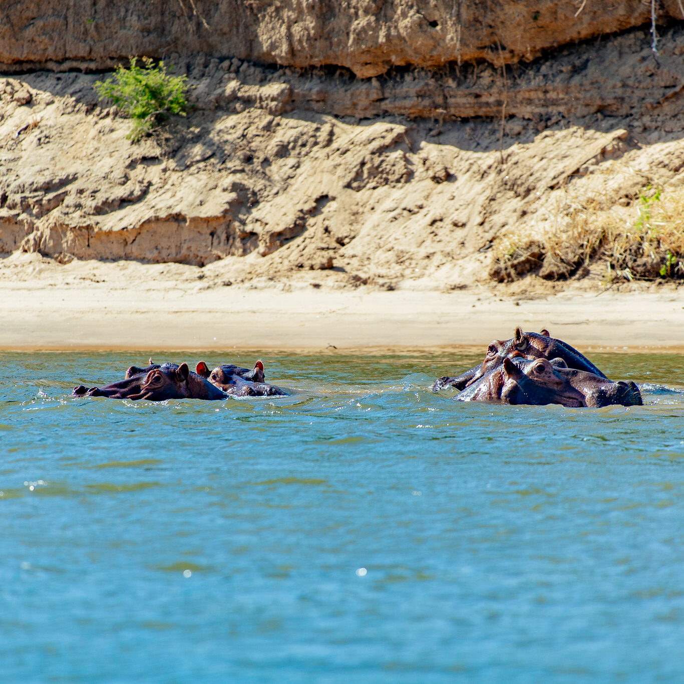 Hippos in Lower Zambezi Tsika Island